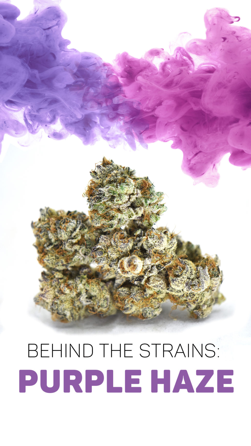 behind-the-strains-purple-haze